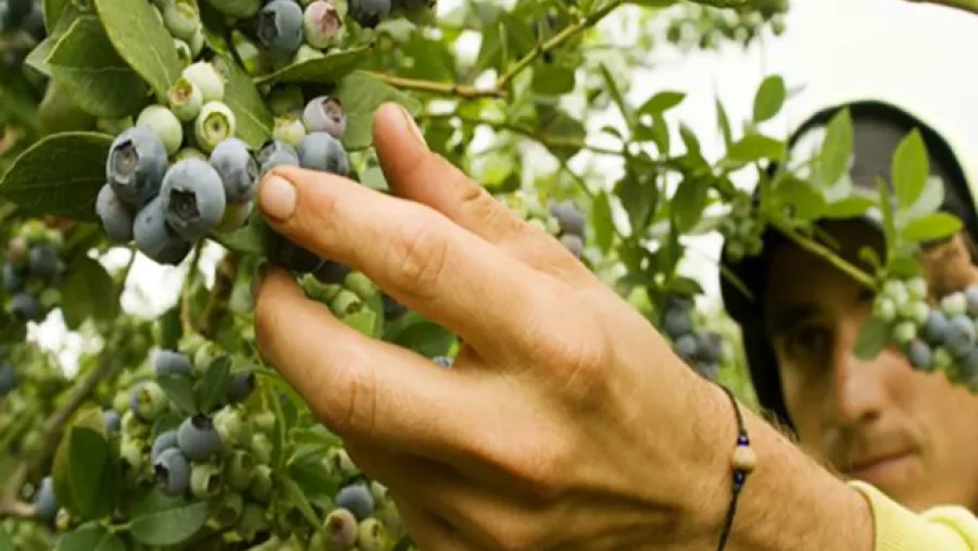cosecha de arándano