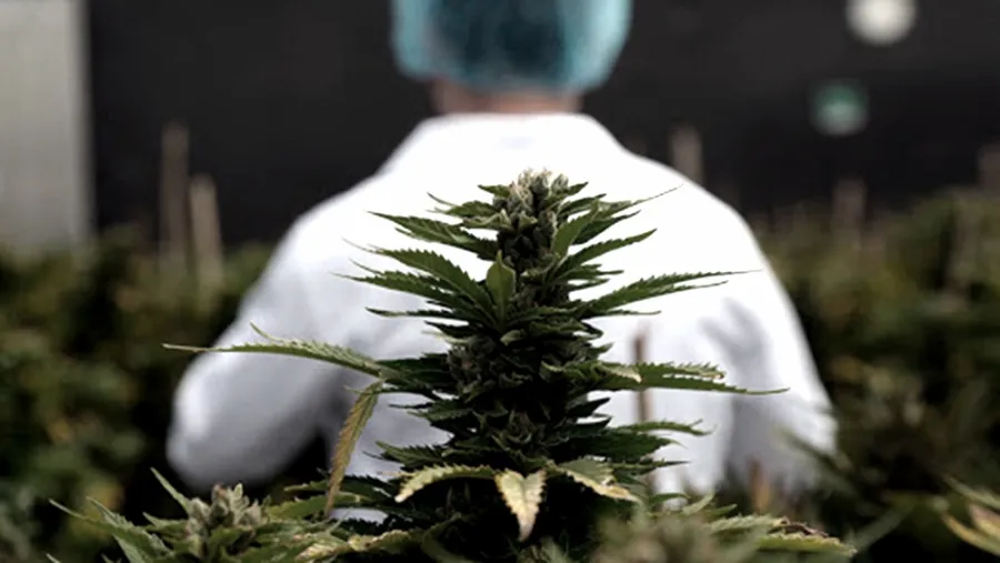 Mendoza es la primera provincia en reglamentar el cultivo de cannabis para uso medicinal Mendoza es la primera provincia en reglamentar el cultivo de cannabis para uso medicinal