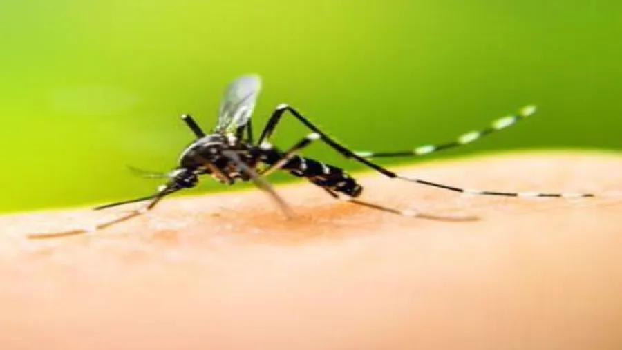 Comenzó en Paraná la campaña de prevención del dengue