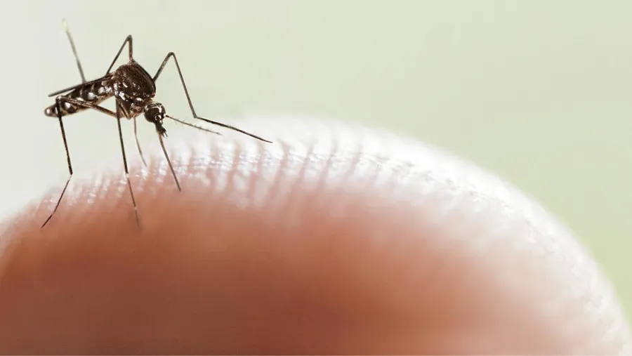 Dengue. Dengue.