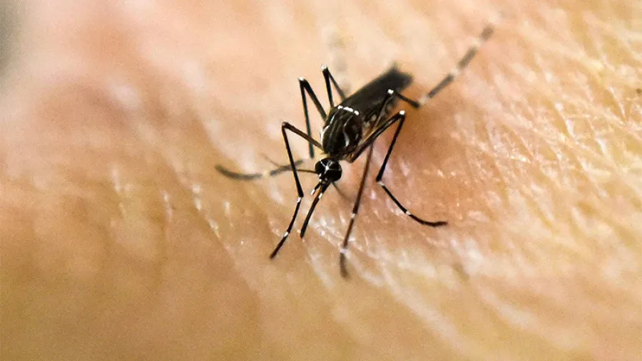 mosquito dengue mosquito dengue