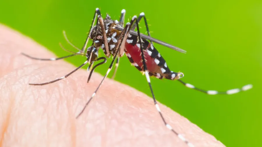 Dengue. Dengue.