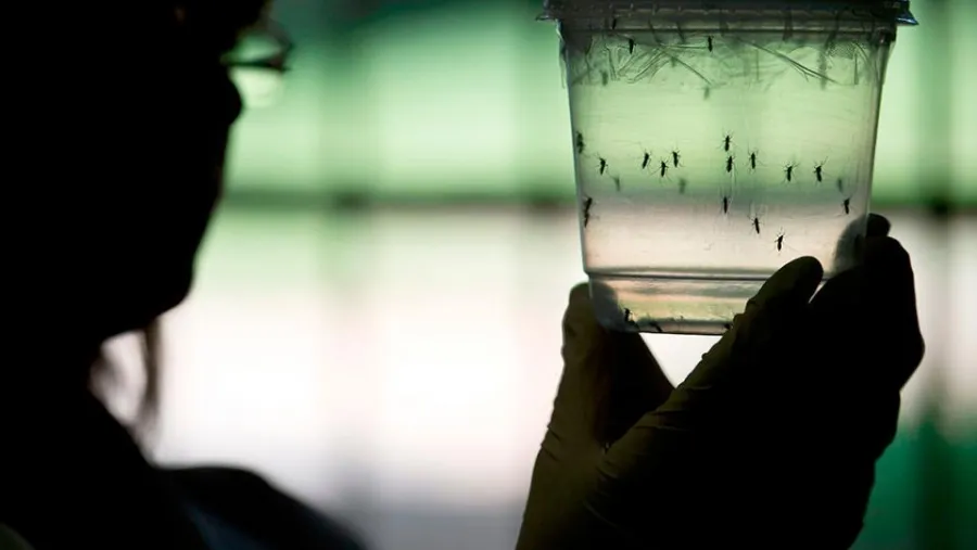 dengue dengue