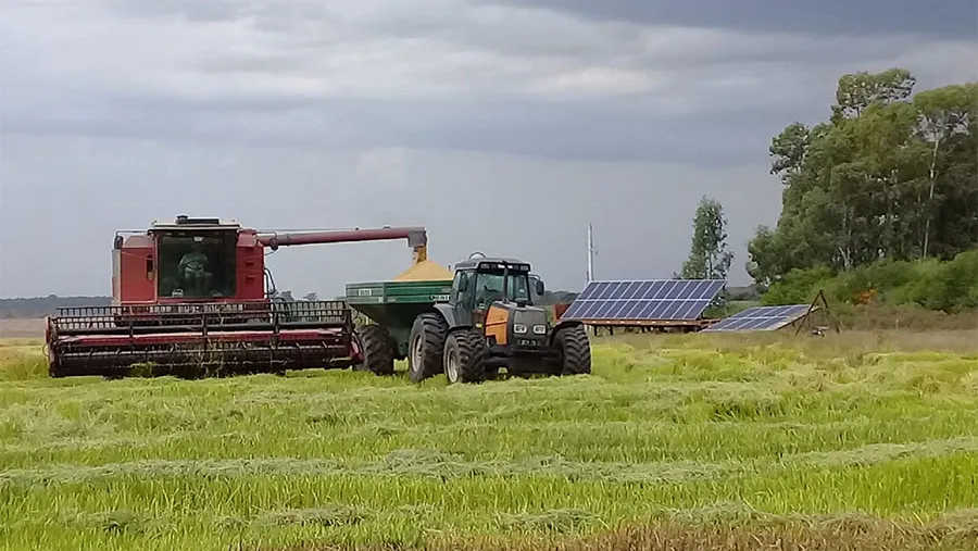 El rendimiento que arrojó el ensayo del uso de energía solar para el cultivo de arroz fue entre un 30 y un 40 por ciento superior al promedio que resulta del riego con energía eléctrica convencional. El rendimiento que arrojó el ensayo del uso de energía solar para el cultivo de arroz fue entre un 30 y un 40 por ciento superior al promedio que resulta del riego con energía eléctrica convencional.