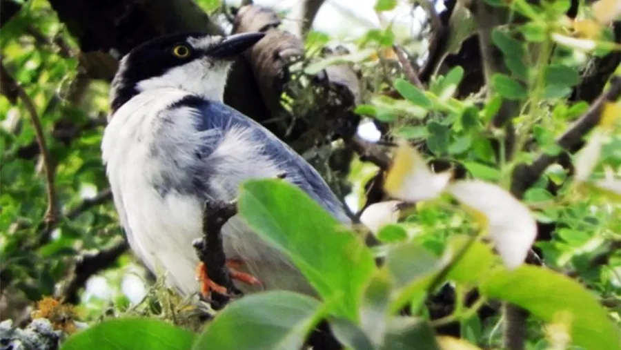 El registro del Frutero cabeza negra fue realizado por integrantes del Club de Amigos de Aves Silvestres que lo observaron en un hábitat característico de Feliciano.