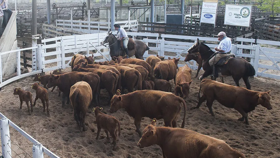 Este año no se realizará la Expo Rural y en su lugar se prepara el “remate especial de reproductores”, bajo protocolo sanitario. Este año no se realizará la Expo Rural y en su lugar se prepara el “remate especial de reproductores”, bajo protocolo sanitario.