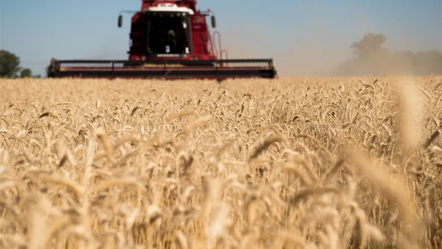 El precio internacional del trigo subió casi 20 por ciento mensual en marzo.