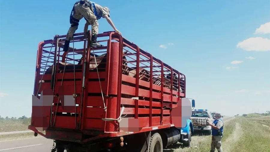 En uno de los controles se detectó que se transportaban caballos sin la debida documentación. En uno de los controles se detectó que se transportaban caballos sin la debida documentación.