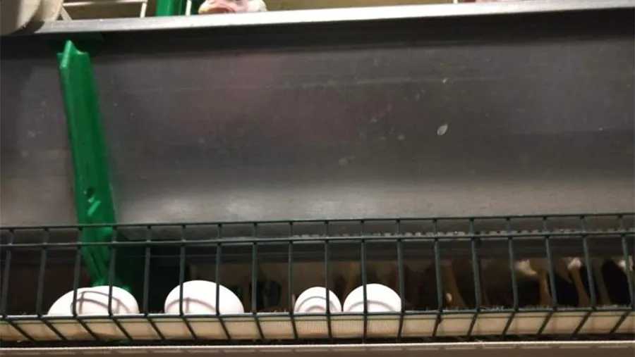 La demanda de huevos a nivel nacional se incrementó en un promedio del 40 por ciento desde el inicio de la cuarentena, pero las ganancias se las lleva el intermediario, no el productor.