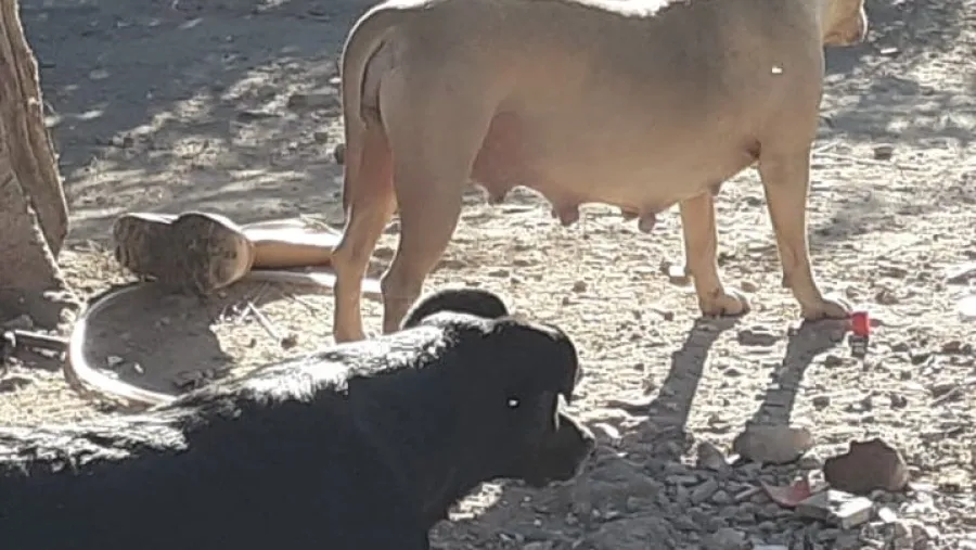 Proteccionistas piden reanudar castraciones y atención integral de animales