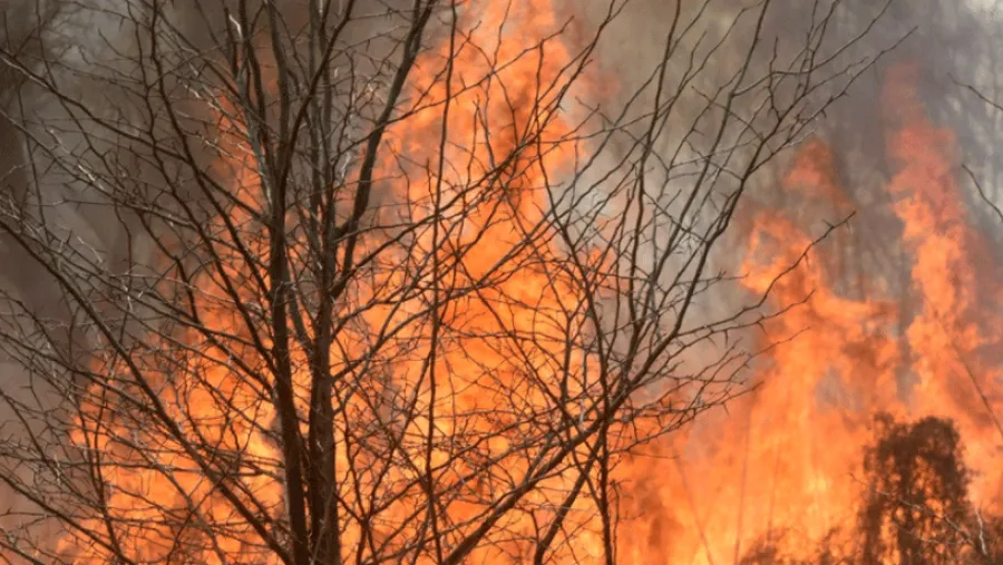 Ley de manejo del fuego. Ley de manejo del fuego.