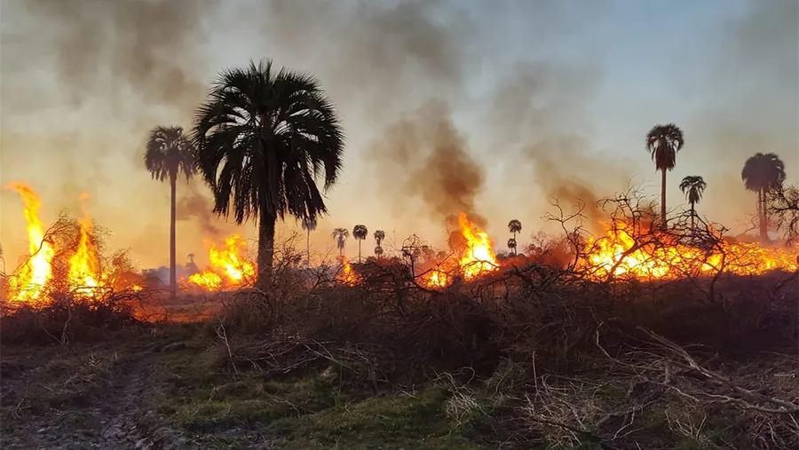 Las imágenes son dantescas. El fuego arrasa todo tipo de vegetación y consume gran parte del territorio que iba a ser el Parque Nacional Selva de Montiel.