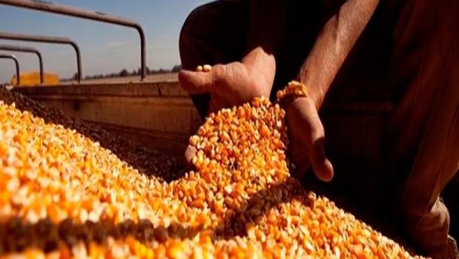 La diputada Fregonese pidió informes por el cierre de exportaciones de maíz