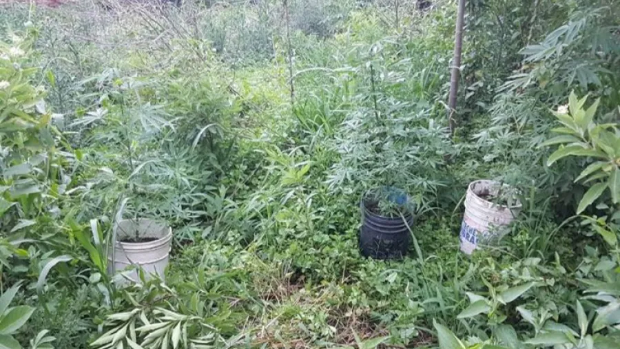 marihuana plantación 