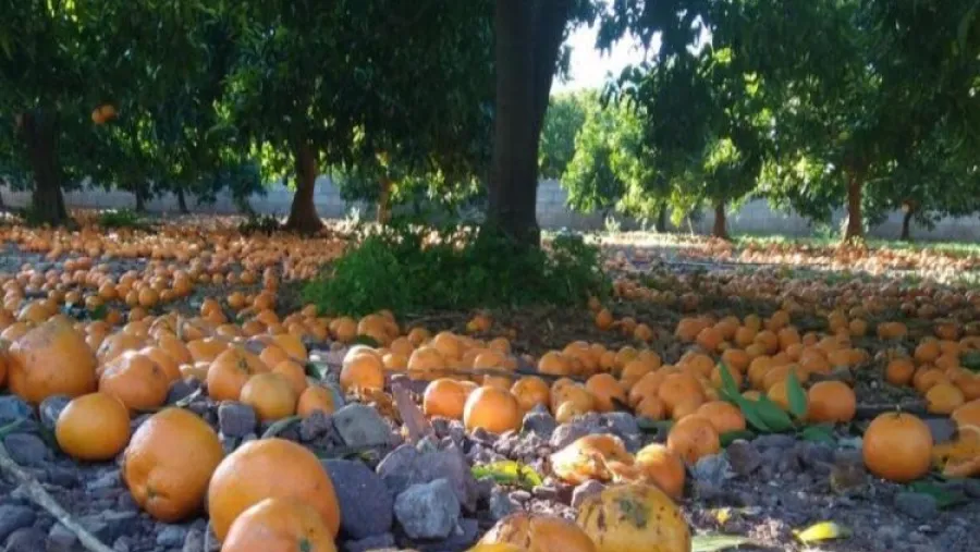 Alertaron por la pérdida de naranjas en Misiones por la escasez de cosecheros