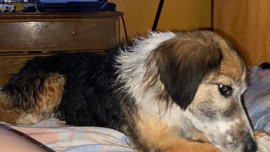 Una red de voluntarios para localizar mascotas extraviadas se conformó en Paraná.