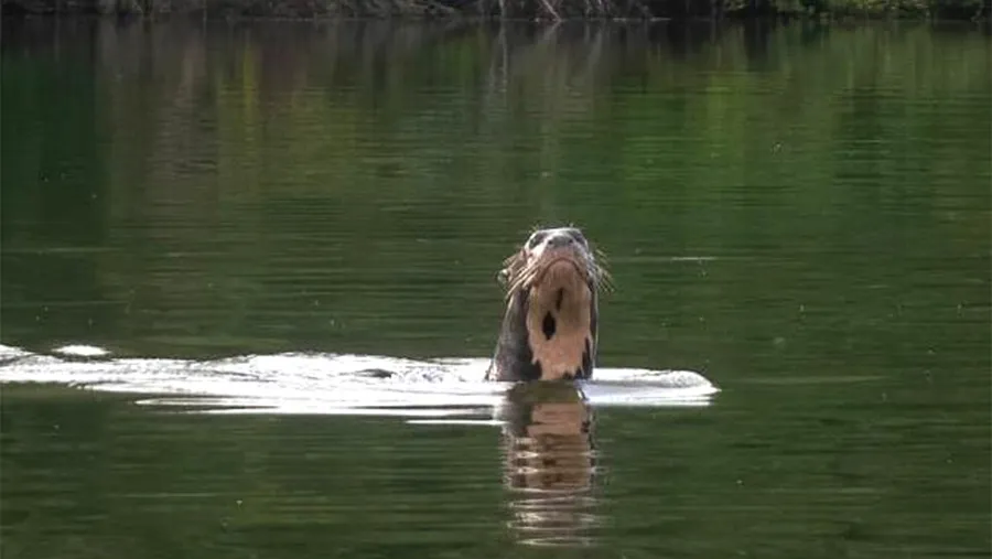 La nutria gigante avistada en una laguna a orillas del río Bermejo, en el Parque Nacional El Impenetrable (Chaco). La nutria gigante avistada en una laguna a orillas del río Bermejo, en el Parque Nacional El Impenetrable (Chaco).