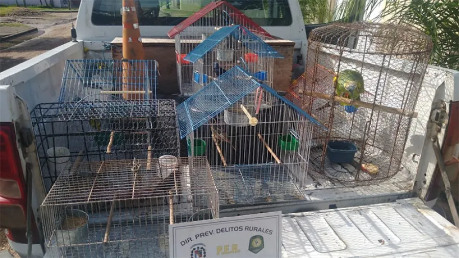 pájaros secuestrados pájaros secuestrados