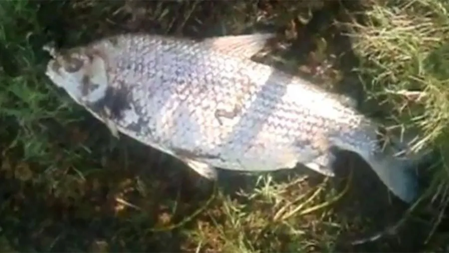 La mortandad de ejemplares –algunos con más de cinco kilos- fue filmada en la cantera Tellería de Maciá y los pobladores adjudican a los agrotóxicos. La mortandad de ejemplares –algunos con más de cinco kilos- fue filmada en la cantera Tellería de Maciá y los pobladores adjudican a los agrotóxicos.