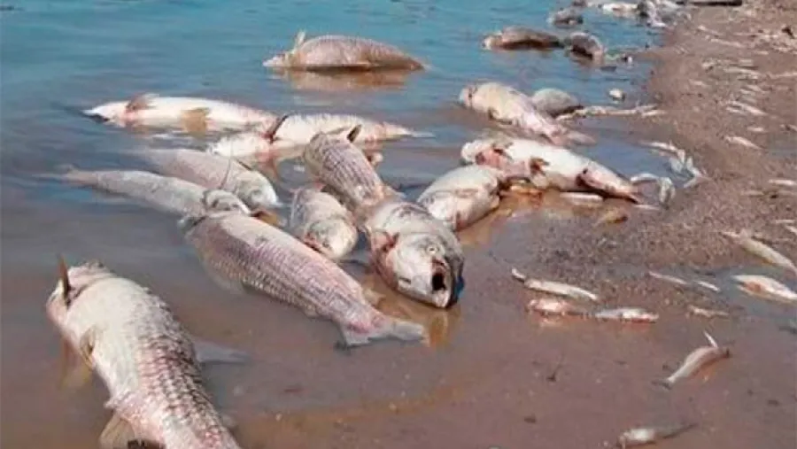 mortandad de peces