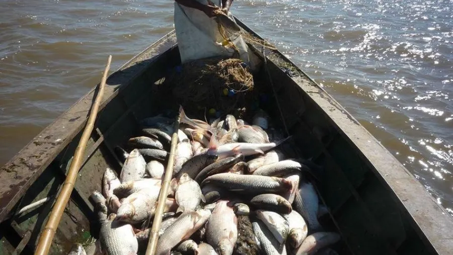 Mantienen el cupo de pesca y amplían la prohibición de pescar algunos días en Entre Ríos Mantienen el cupo de pesca y amplían la prohibición de pescar algunos días en Entre Ríos