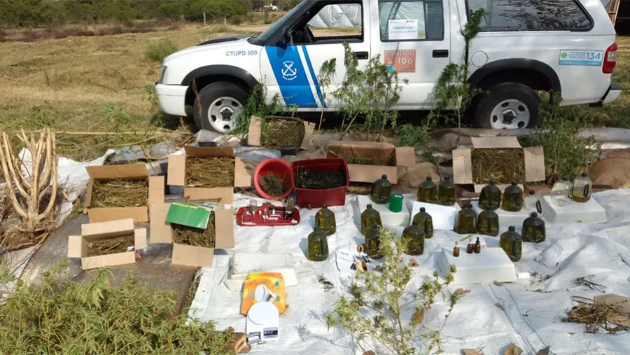 Se trata de más de 30 plantas de diferentes tamaños. Hay un hombre detenido. Se trata de más de 30 plantas de diferentes tamaños. Hay un hombre detenido.