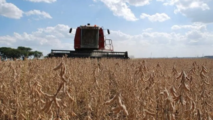 La soja volvió a subir y su precio es el más alto de los últimos cuatro años