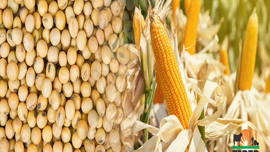 granos soja y maíz