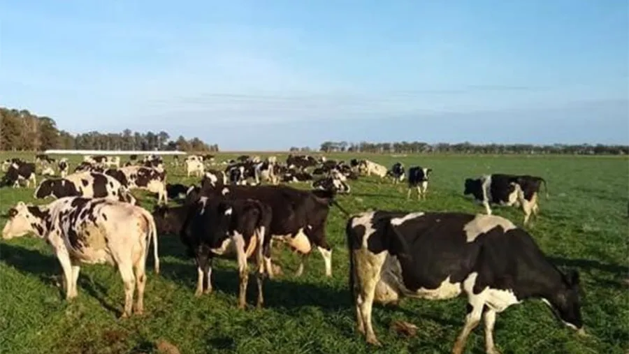 El INTA Rafaela acaba de presentar los resultados de su tradicional “Encuesta sectorial lechera”, con los resultados del ejercicio productivo 2018-2019.