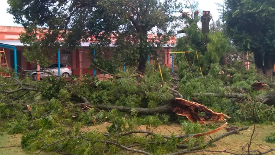 árboles caídos en Diamante
