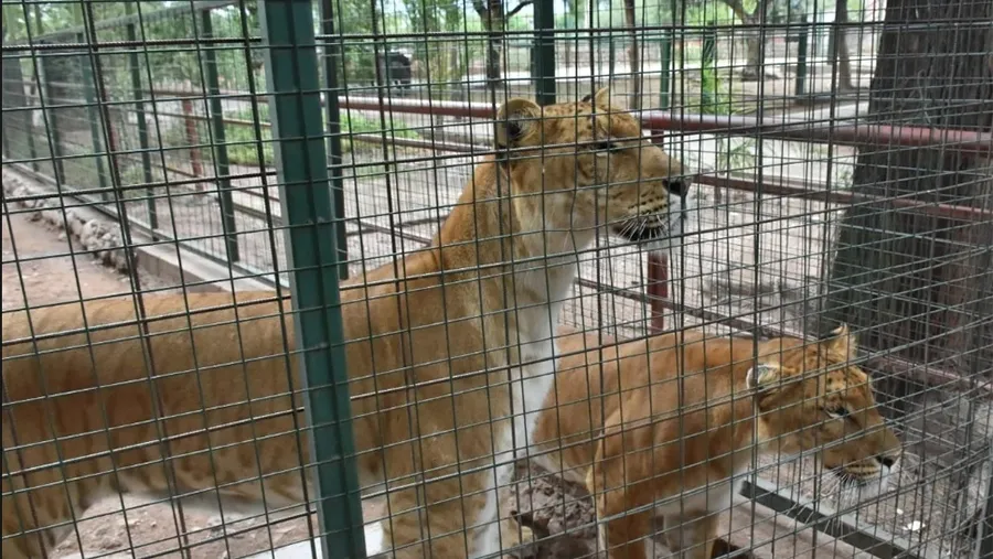 Por falta de cuidado proteccionistas se oponen que la fundación Tekove Mymba de Colón reciba a dos “ligres” (un híbrido cruza de león con tigresa) provenientes de La Rioja.