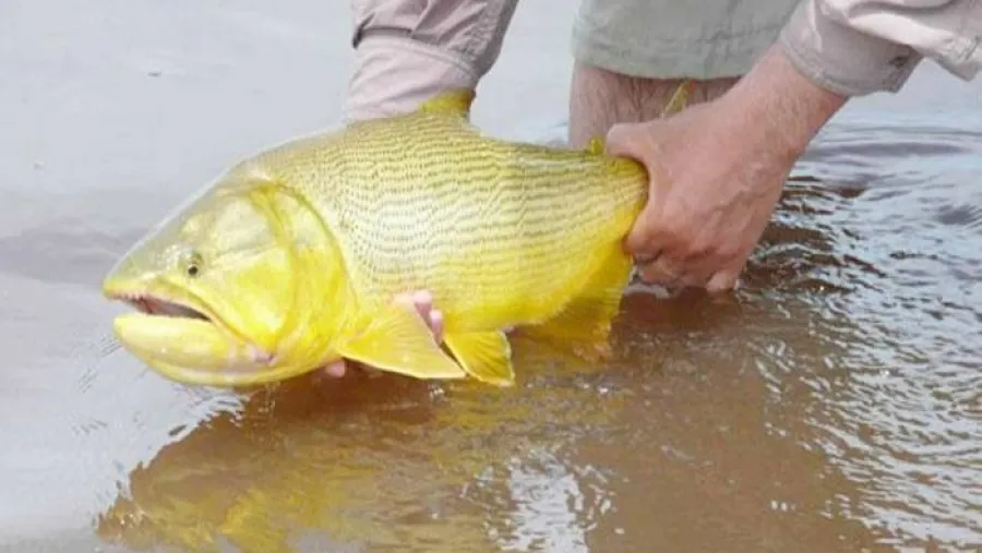 CARU recordó que rige la veda para la pesca del dorado CARU recordó que rige la veda para la pesca del dorado