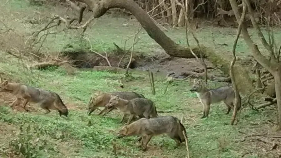 El Senado entrerriano debatirá el expediente del proyecto denominado “Fauna silvestre autóctona de la provincia” con la intención de reemplazar a la obsoleta Ley de Caza Nº 4.841.