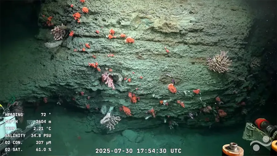 Captura de la transmisión que explora la vida marina en Argentina a más de 3900 metros de profundidad.