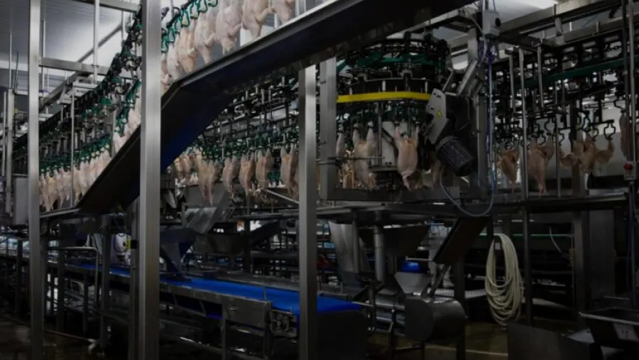 Granja Tres Arroyos produciendo