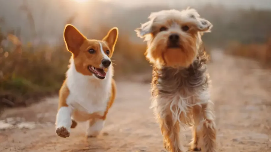 perritos