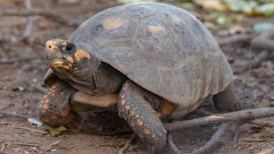 Reingresarán a la tortuga yabotí al Parque Nacional El Impenetrable chaqueño