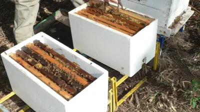 Diputados dio dictamen a un proyecto sobre promoción del sector apícola