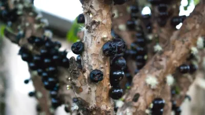 Guapurú o Yvapuru es su nombre en lengua guaraní, pero ahora es más conocido por “Jaboticaba” (Yabuticaba) y tiene una particularidad: sus frutos crecen pegados al tronco.