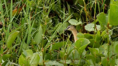 La especie “burrito amarillo” fue avistada en Bella Unión (ROU), Federal y Colonia Ayuí (Departamento Concordia).