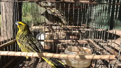 Los cuatro ejemplares de cardenales amarillos fueron rescatados de domicilios particulares y liberados en la Reserva El Potrero de Gualeguaychú.