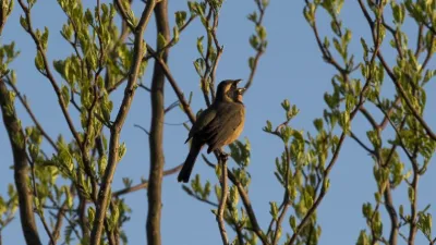 Taller de Sonidos de aves