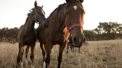 En Gualeguaychú y en Gualeguay se detectaron dos casos de encefalitis equina y ambos pacientes tuvieron su alta médica.