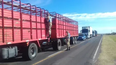 Detuvieron la marcha de cuatro camiones que trasladaban bovinos con garrapatas