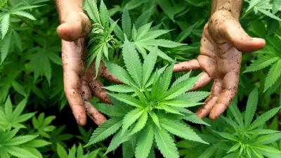 Cannabis