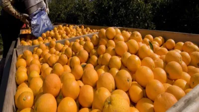 Emergencia citrícola