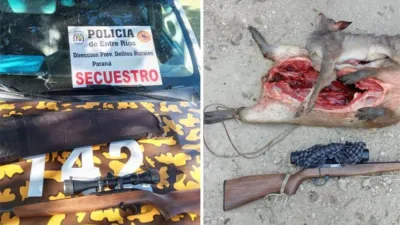 La corzuela parda o guazuncho es Monumento Natural de Entre Ríos y su caza está prohibida.