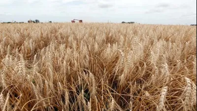 cosecha de trigo
