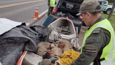 Los gendarmes inspeccionaron un rodado y descubrieron que transportaba siete carpinchos y un ciervo axis, sin vida.