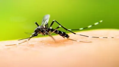 Detectaron casos de dengue hemorrágico en el norte de Santa Fe